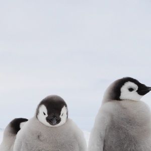 Meet your Posher, Nereus